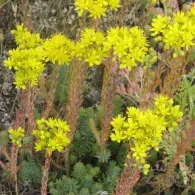 Sedum различни видове, снимка, машини, съоръжения градина
