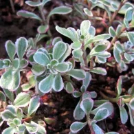 Sedum различни видове, снимка, машини, съоръжения градина