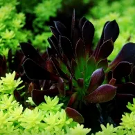 Sedum различни видове, снимка, машини, съоръжения градина
