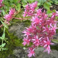 Sedum различни видове, снимка, машини, съоръжения градина