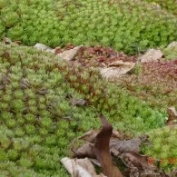 Sedum различни видове, снимка, машини, съоръжения градина