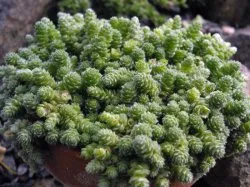Sedum засаждане и грижи снимка, размножаване, лечебни свойства