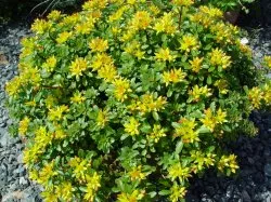 Sedum засаждане и грижи снимка, размножаване, лечебни свойства