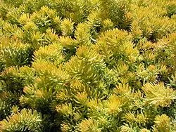 Sedum - множество растителни видове на растение в страната (растение) Stonecrop - засаждането на различни видове за засаждане в страната