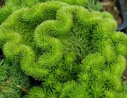 Sedum засаждане и грижи снимка, размножаване, лечебни свойства