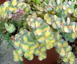 Stonecrop зала, вила царство