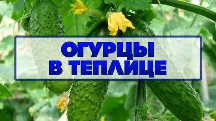 Краставиците от оранжерии