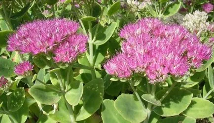 Sedum - множество растителни видове на растение в страната (растение) Stonecrop - засаждането на различни видове за засаждане в страната