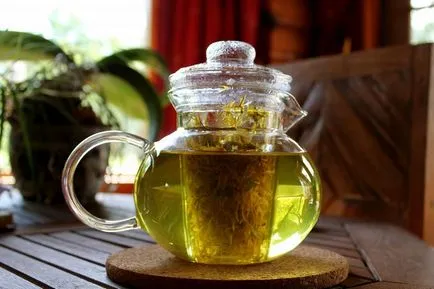 Taraxacum officinale - свойства предписания, лечение, противопоказания - nebolet (противопоказания) Taraxacum officinale - свойства предписания, лечение, противопоказания - nebolet