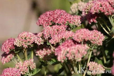 Stonecrop полезни свойства, засяване и грижи за Stonecrop