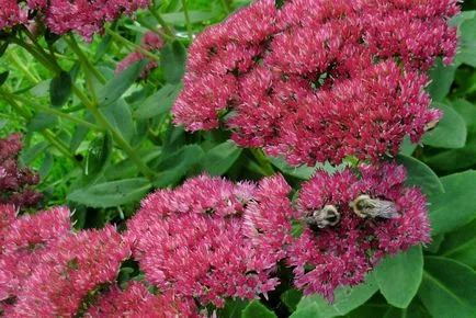 Sedum различни видове, снимка, машини, съоръжения градина