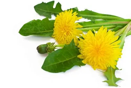 Taraxacum officinale - свойства рецепти, лечение, противопоказания - nebolet (глухарче снимка) Taraxacum officinale - свойства предписания, лечение, противопоказания - nebolet