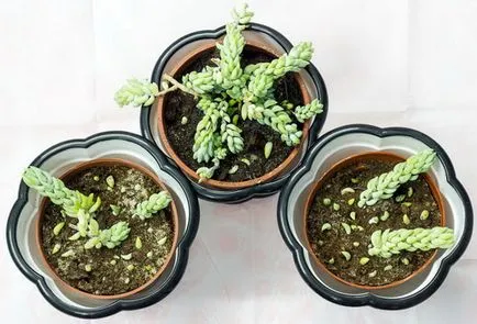 Stonecrop - засаждане и грижи у дома, отглеждане, видове, снимки, как да се грижи за тлъстига (у дома) Stonecrop - засаждане и грижи у дома, отглеждане, видове, снимки, как да се грижи за тлъстига