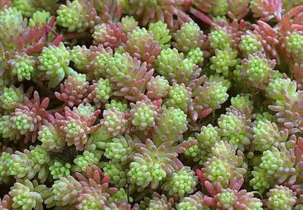 Sedum - множество растителни видове на растение в страната (растение) Stonecrop - засаждането на различни видове за засаждане в страната