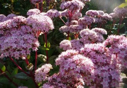 Sedum - множество растителни видове на растение в страната (тлъстига) Stonecrop - засаждането на различни видове за засаждане в страната