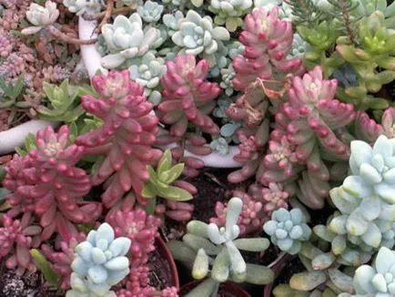 Sedum засаждане и грижи 1