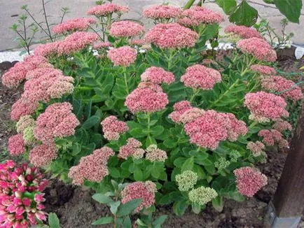 Sedum засаждане и грижи 1