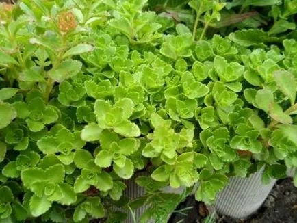 Stonecrop или тлъстига