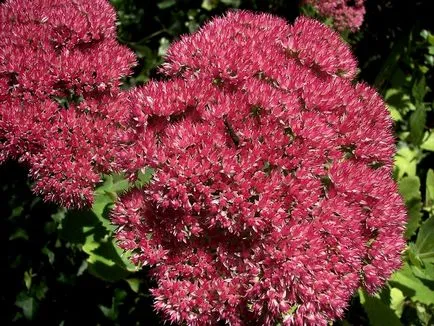 Sedum различни видове, снимка, машини, съоръжения градина