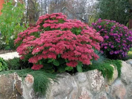 Sedum засаждане и грижи 1