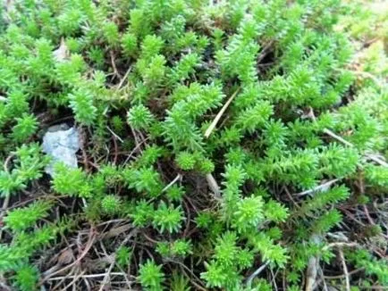 Stonecrop или тлъстига