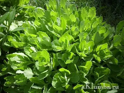 Stonecrop полезни свойства, засяване и грижи за Stonecrop