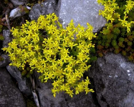 Sedum различни видове, снимка, машини, съоръжения градина