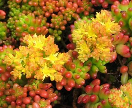 Sedum - множество растителни видове на растение в страната (растение) Stonecrop - засаждането на различни видове за засаждане в страната