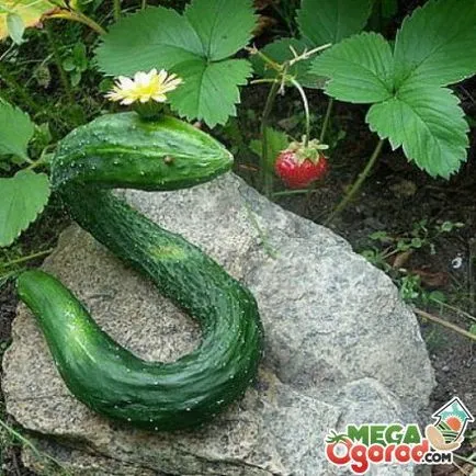 Краставица trichosanthes конкретните сортове и технологии в селското стопанство