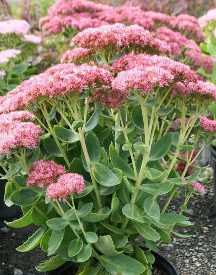 Sedum виден грижи, сортове, отглеждане, снимки