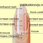 За стволови клетки