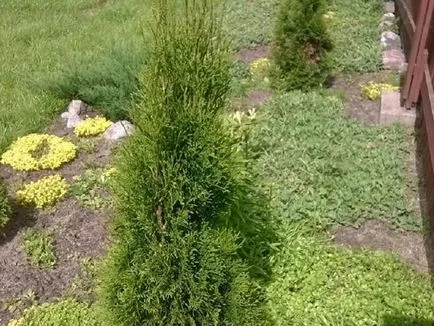 Характеристики на отглеждане и грижи за Tusi