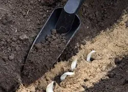 Пресаждането рози през есента, без грешки