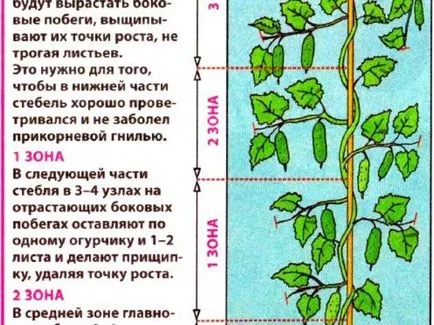 Pasynkovanie краставица щипка, ако имате нужда, кога и как да го направя в открито поле с видеото (краставици) Pasynkovanie краставица щипка, ако имате нужда, кога и как да го направя в открито поле с видео