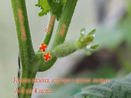 Pasynkovanie краставица щипка, ако имате нужда, кога и как да го направя в открито поле с видео Pasynkovanie краставица щипка, ако имате нужда, кога и как да го направя в открито поле с видео