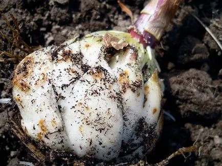 Пресаждането рози попадат на друго място, както и препоръки за видеоклипове