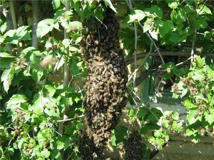Bee рояк - блог пчелар