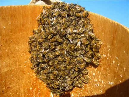 Bee рояк - блог пчелар