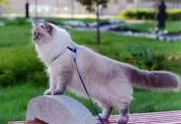 Ясли Нева маскарадни котки, клубове, животновъди, купуват котка от развъдника, котки - кои са те
