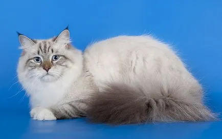 Ясли Нева маскарадни котки