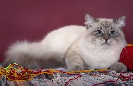 Ясли Нева маскарадни котки