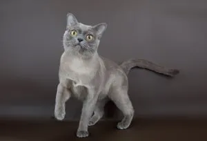 Защо котка ходи само, котешки асистент