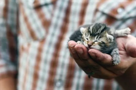 Защо котките ходят сами по себе си