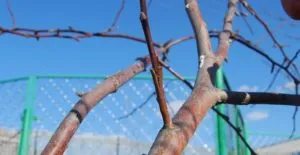 Подробни инструкции за това как да възпитаваме круша пролетта пъпка или се справя