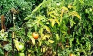 Защо листата пожълтяват домати имат - какво да правя, снимка