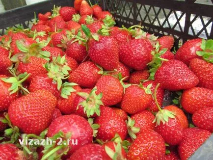 Защо аз не бих препоръчал това план бизнес или бизнес ягода приказка