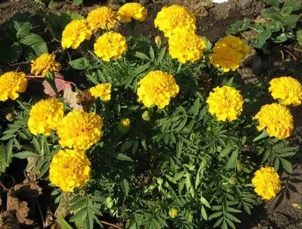 Почвата в страната, от която плодородието на почвата зависи от начините да я подобрим (какво) Почвата в страната, от която плодородието на почвата зависи от начините за подобряване на