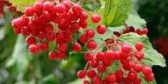Полезна билка Goutweed, неговите свойства и близки снимки
