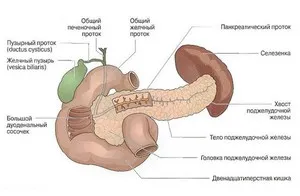 Панкреасът е човек, когато е налице, неговата структура и функция и е възможно заболяване
