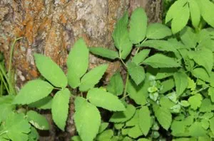 Полезните свойства на Goutweed, използването на растения в медицината